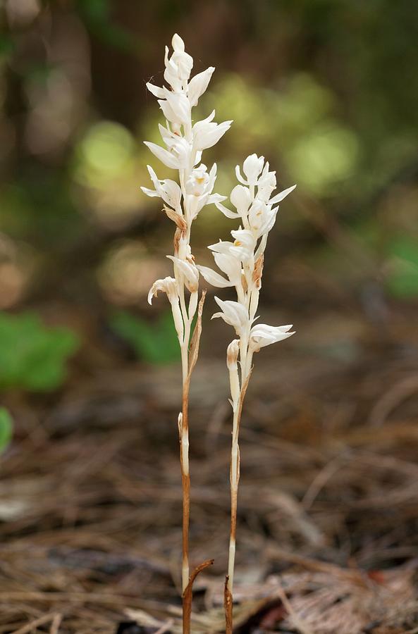 Phantom Orchid (cephalanthera Austiniae) Photograph by Bob Gibbons ...