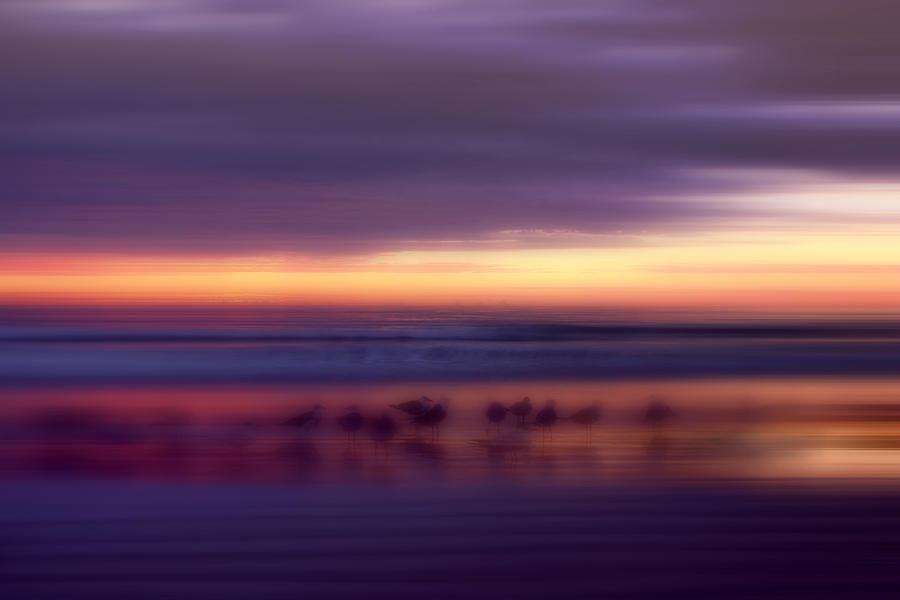 Seagull Photograph - Phantoms of the Beach by Ellen Heaverlo