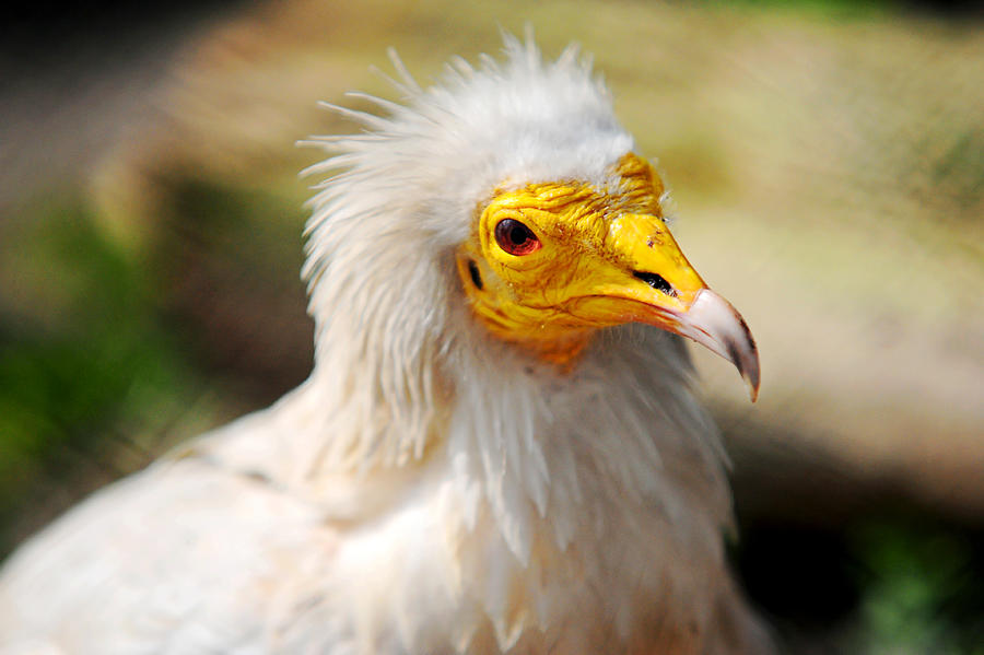 Vulture Photograph - Pharaoh Chicken. Egyptian Vulture by Jenny Rainbow