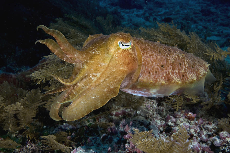 Pharaoh Cuttlefish Lombok Indonesia Photograph by Dray van Beeck