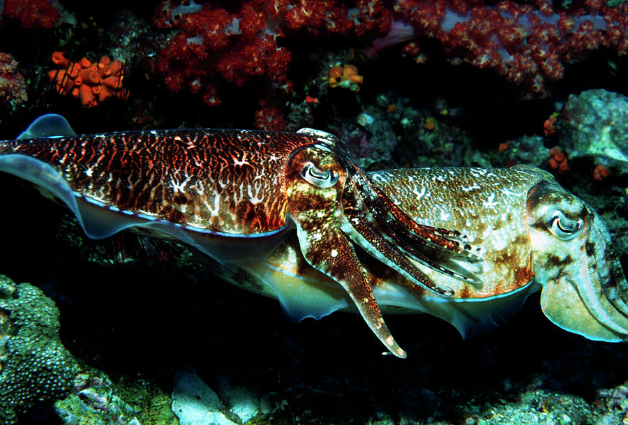 Pharaoh Cuttlefish Photograph by Peter Scoones/science Photo Library