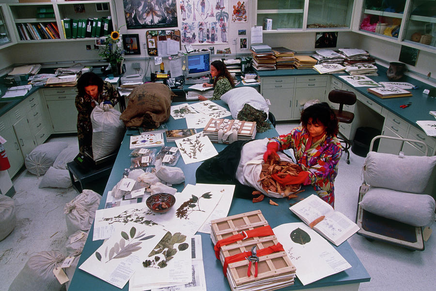 Herbarium Photograph - Pharmaceutical Technicians Cataloguing Plants by Peter Menzel/science Photo Library