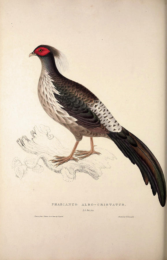 Pheasant Drawing - Phasianus Albo-cristatus, Pheasant. Birds From The Himalaya by Quint Lox
