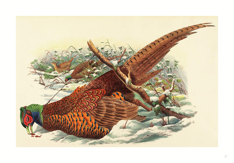 Phasianus Colchicus Ring-necked Pheasant Drawing by John Gould (1804