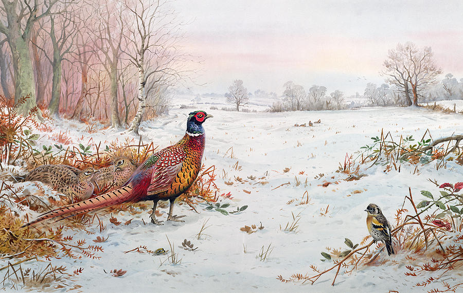 Pheasant And Bramblefinch In The Snow Painting by Carl Donner