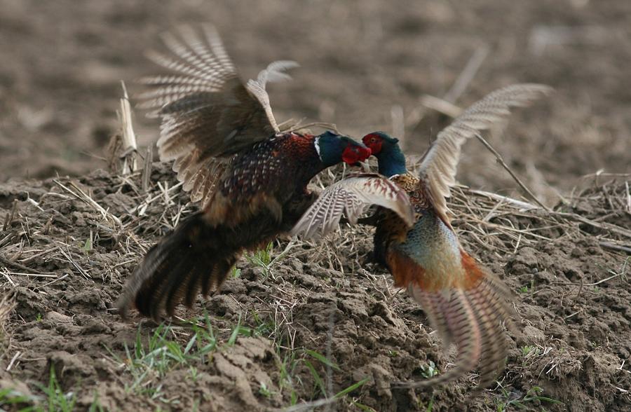 Pheasant Batle Photograph by Dragomir Felix-bogdan