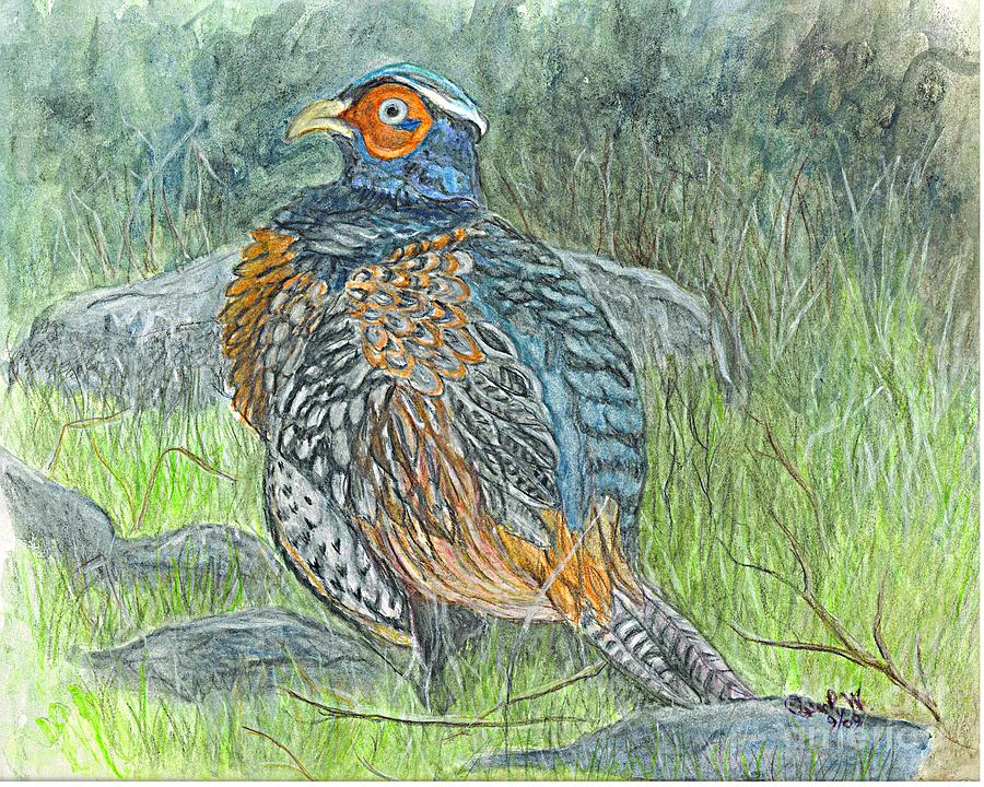 Pheasant Common Male Drawing by Carol Wisniewski