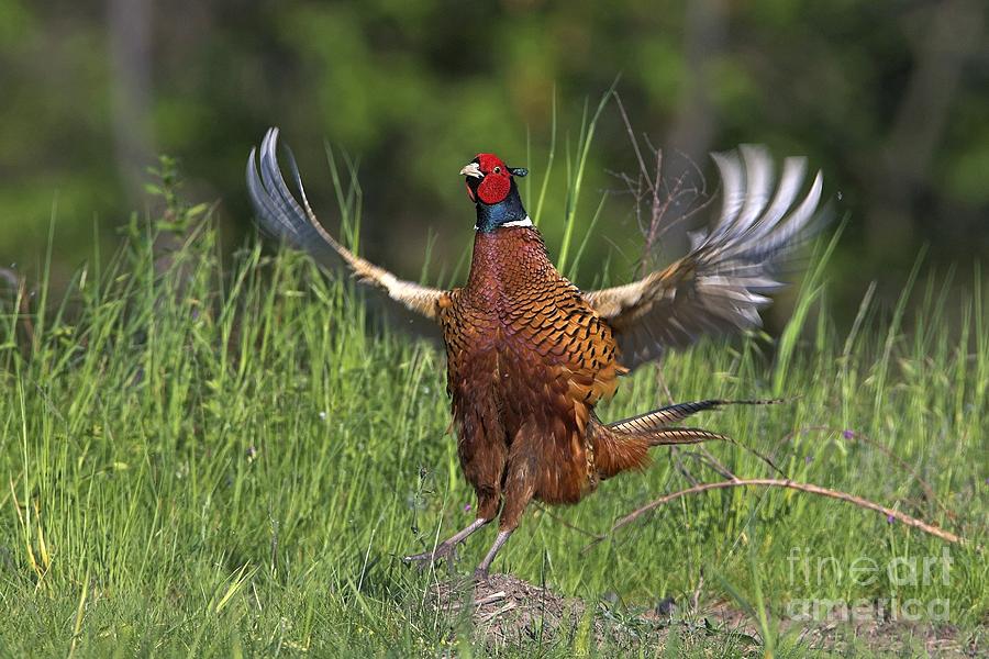 Nature Photograph - Pheasant Displaying by Bildagentur-online