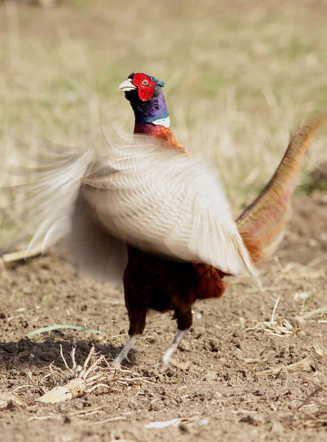 Pheasant Photograph - Pheasant by Dragomir Felix-bogdan