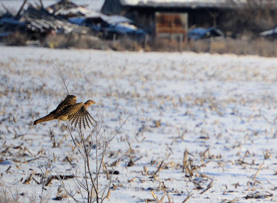 Pheasant Photograph by Bonfire Photography
