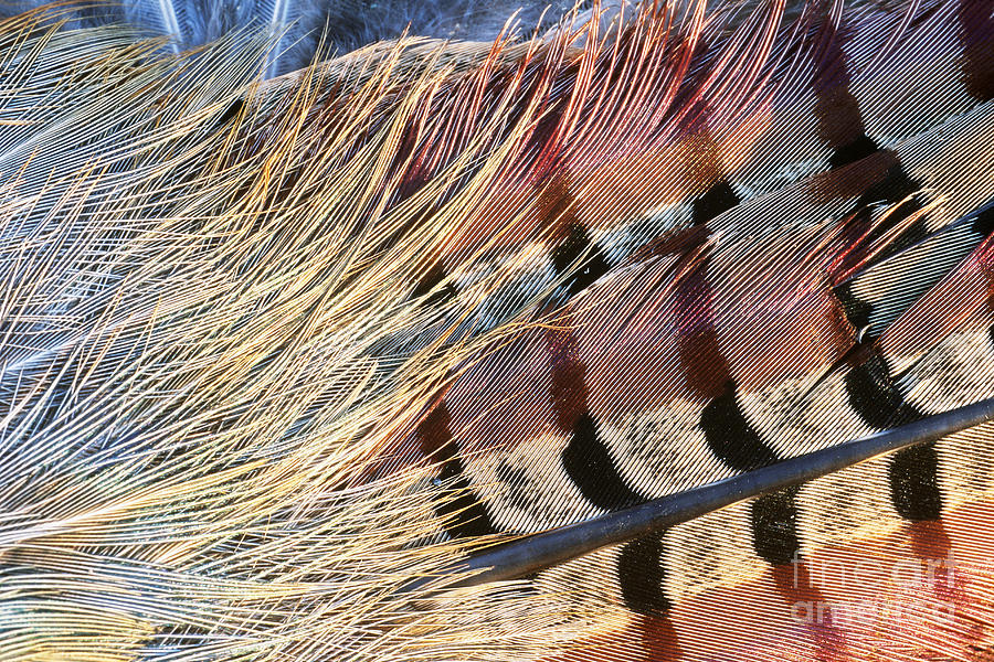 Pheasant Feathers Photograph by William H. Mullins