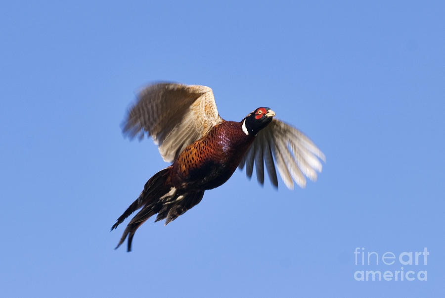 Pheasant Flight - D002372 Photograph by Daniel Dempster
