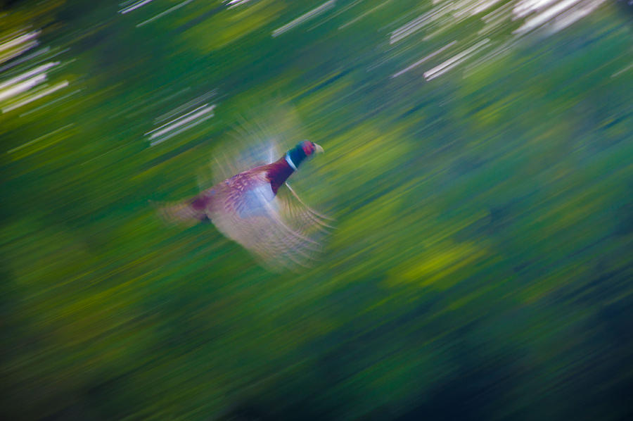 Pheasant Flight Photograph by Rob Hemphill