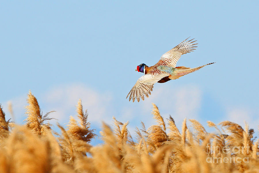 Pheasant Fly By Photograph by Bill Singleton