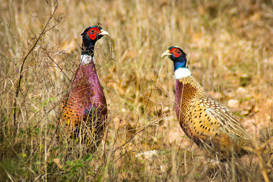 Bird Photograph - Pheasant Friends by Bill Pevlor