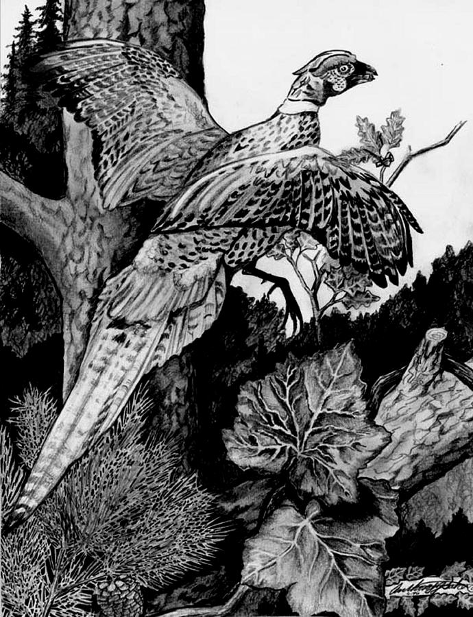 Pheasant in Flight Drawing by Anthony Seeker