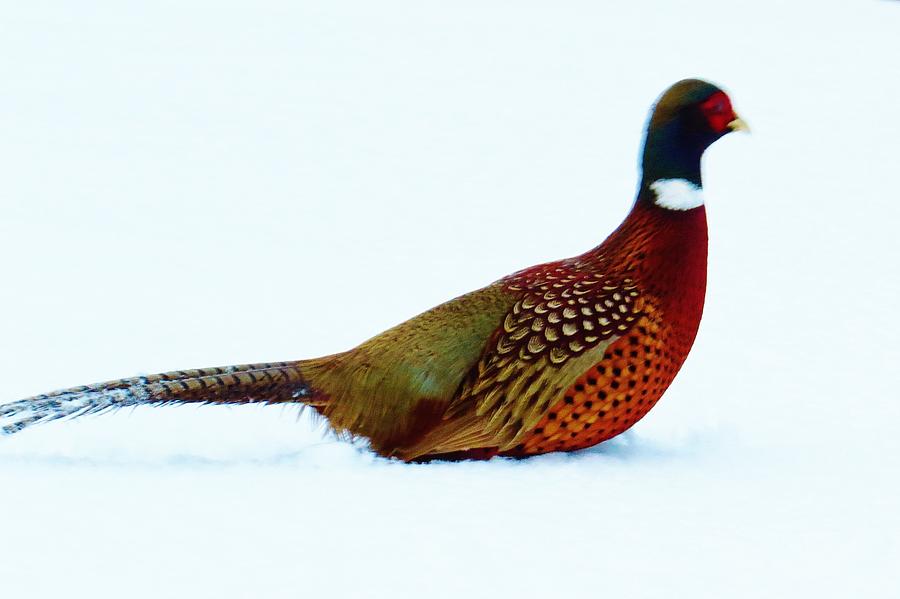 Pheasant in the Snow Photograph by Jeanette Oberholtzer