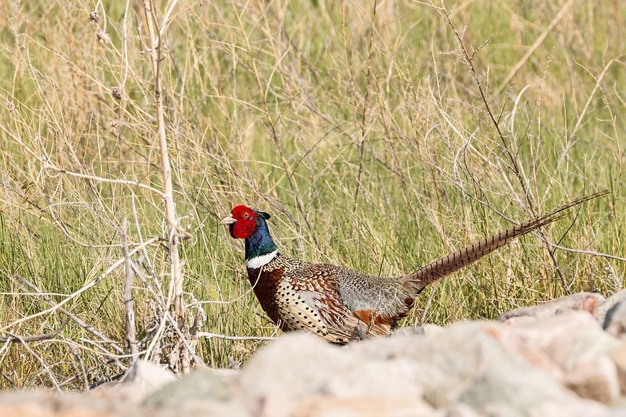 Pheasant Photograph