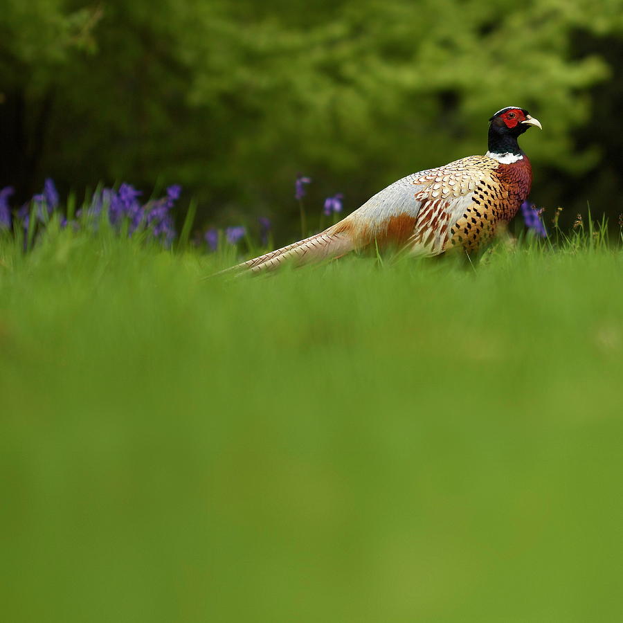 Pheasant Photograph by Michael Reynolds