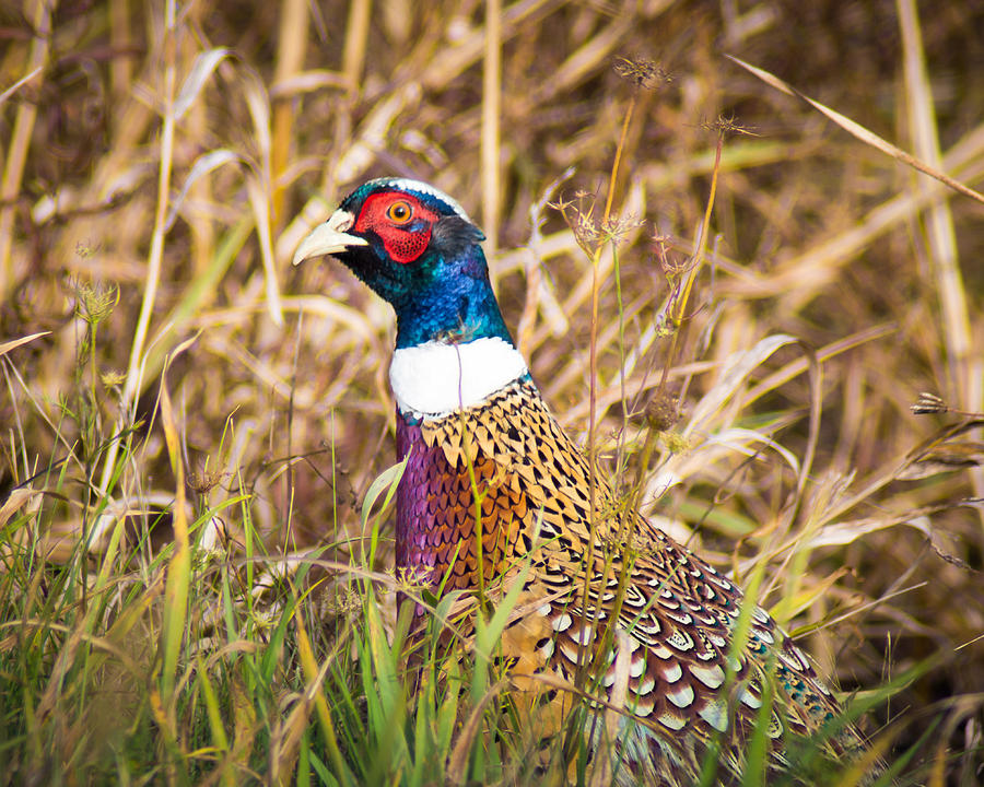 Pheasant Portrait Photograph by Bill Pevlor