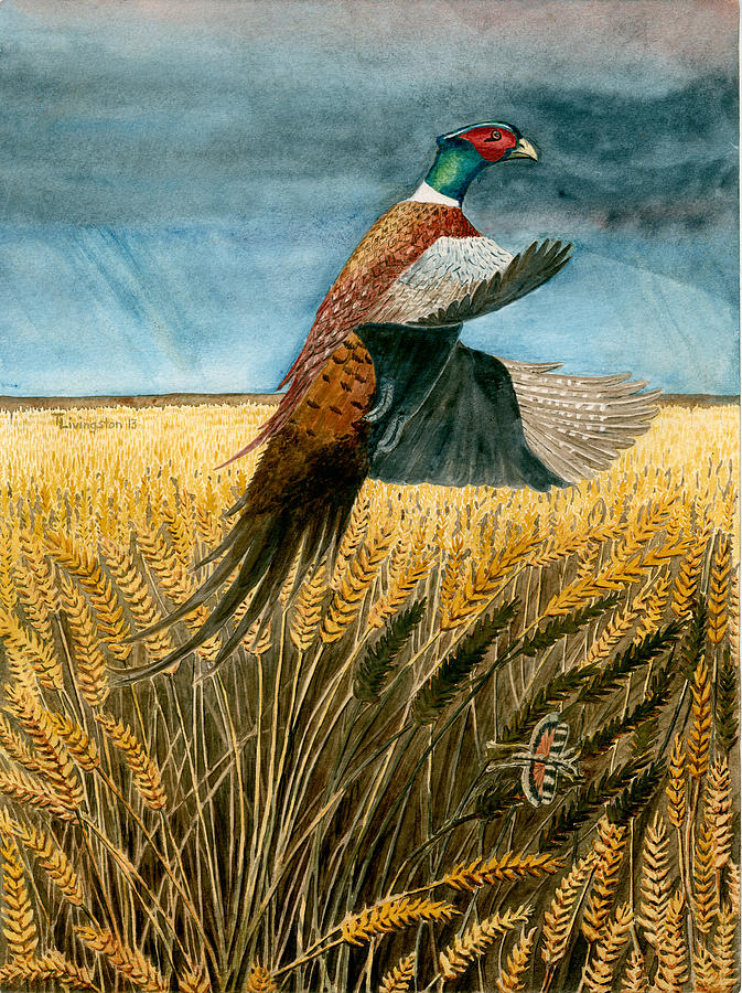 Pheasant Rising Painting by Timothy Livingston