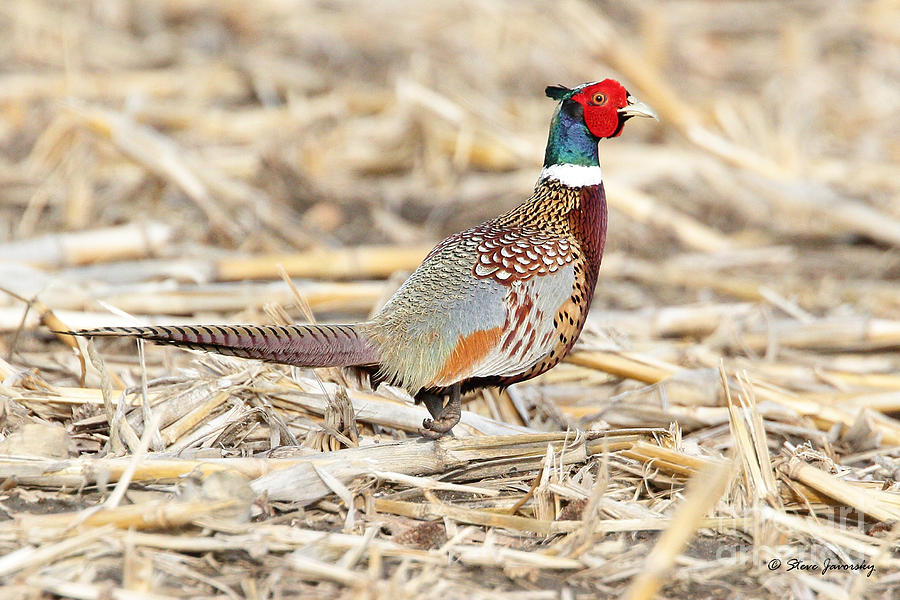 Pheasant Photograph by Steve Javorsky
