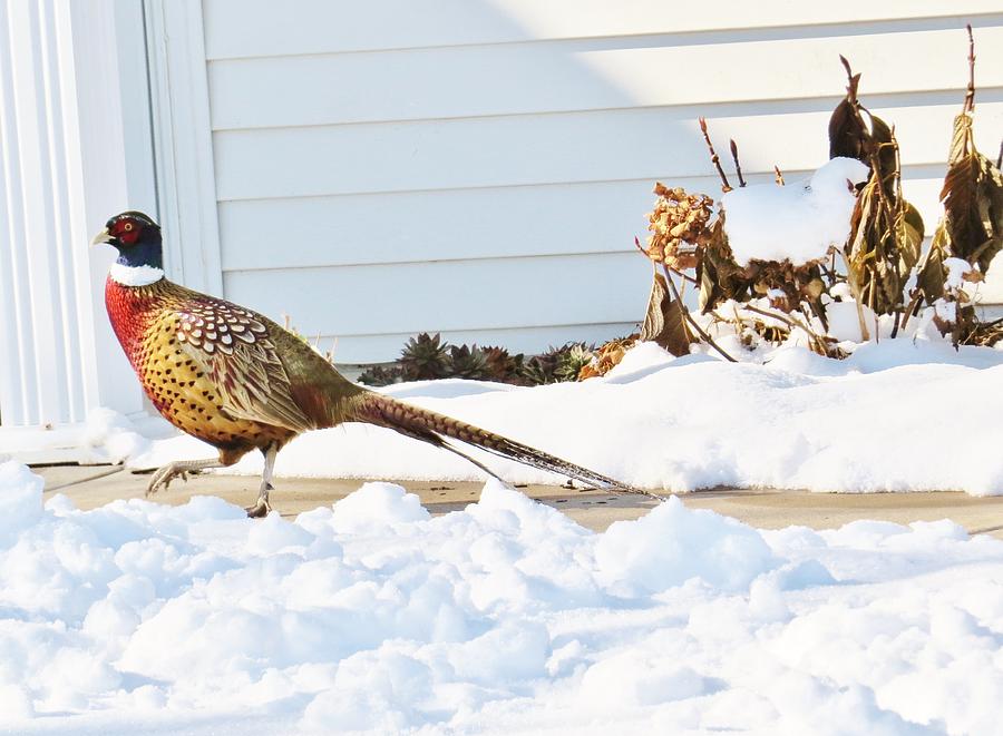 Pheasant Walks in Snow Photograph by Jeanette Oberholtzer