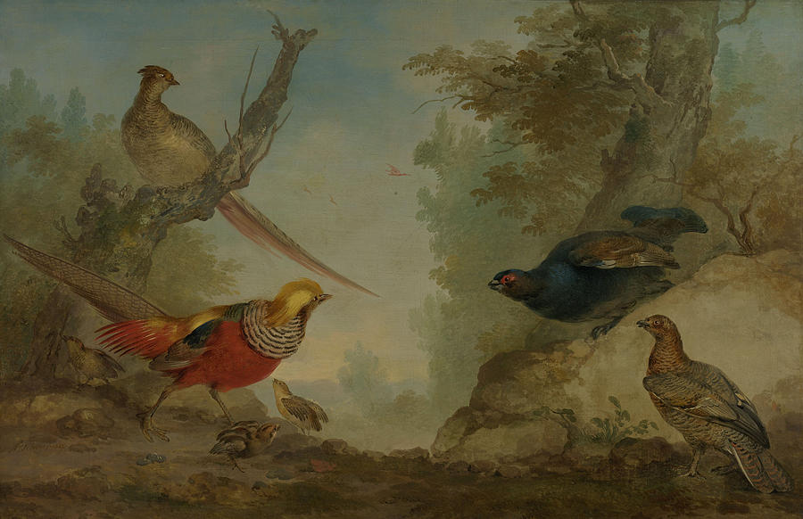 Pheasant Drawing - Pheasants, Aert Schouman by Litz Collection