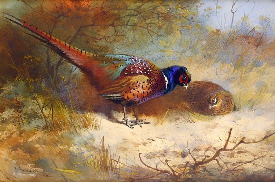 Bird Painting - Pheasants by Mountain Dreams