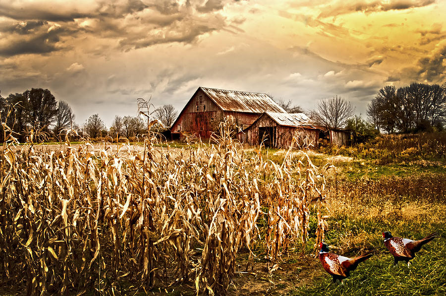 Pheasants Heading For Corn Patch Photograph by Randall Branham