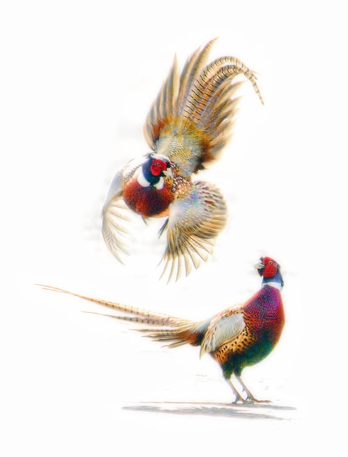 Pheasants Sparring Digital Art by William Horden
