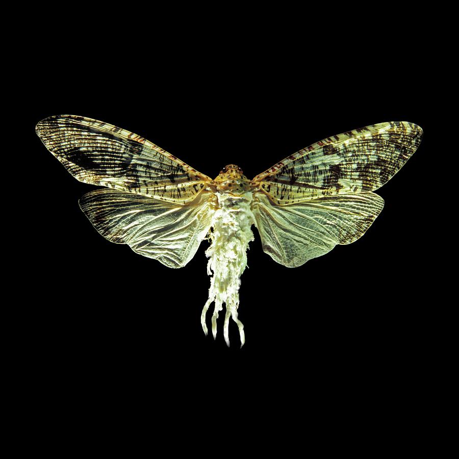 Phenax Variegata Fly Photograph by Patrick Landmann/science Photo Library