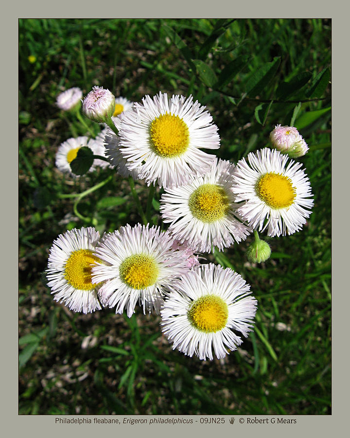 Philadelphia fleabane - Erigeron philadelphicus - 09JN25 Photograph by ...