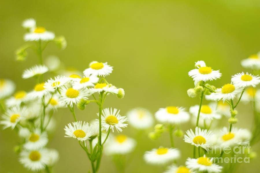 Philadelphia Fleabane Wildflowers in Soft Focus Photograph by Beverly Claire Kaiya