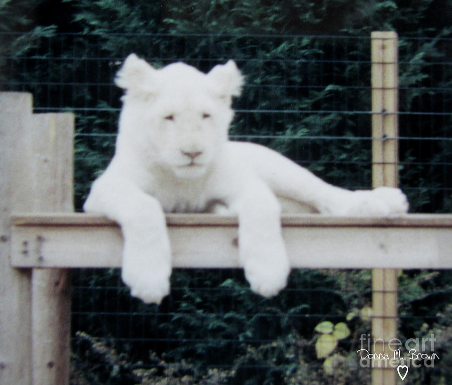 Philadelphia Zoo White Lion Photograph by Donna Brown
