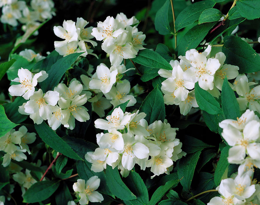 Philadelphus Coronarius Photograph by The Picture Store/science Photo ...