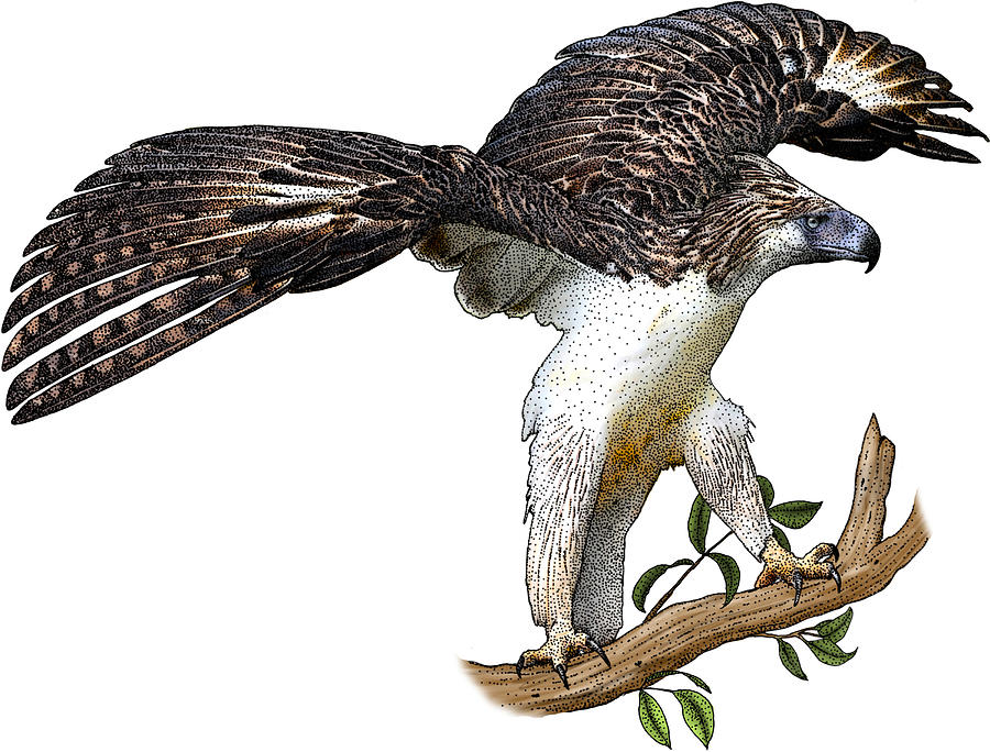 Philippine Eagle, Illustration Photograph by Roger Hall