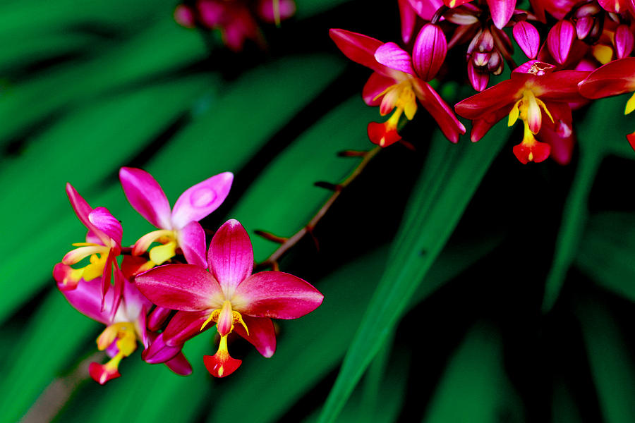 Spathoglottis Plicata Photograph - Philippine Ground Orchid by Donald Chen Spathoglottis Plicata Photograph - Philippine Ground Orchid by Donald Chen