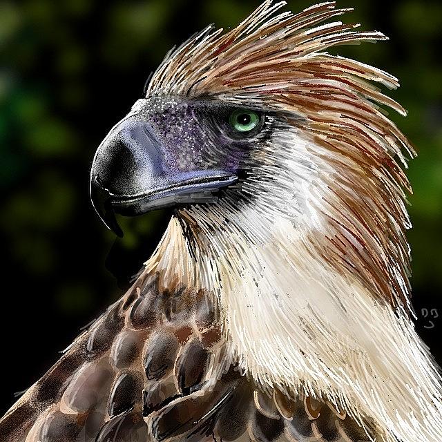 Eagle Photograph - #philippineeagle #eagle #eagleds2 by David Burles