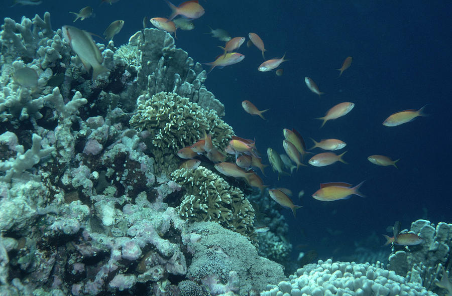 Philippines Coral Reef Photograph by Greg Ochocki