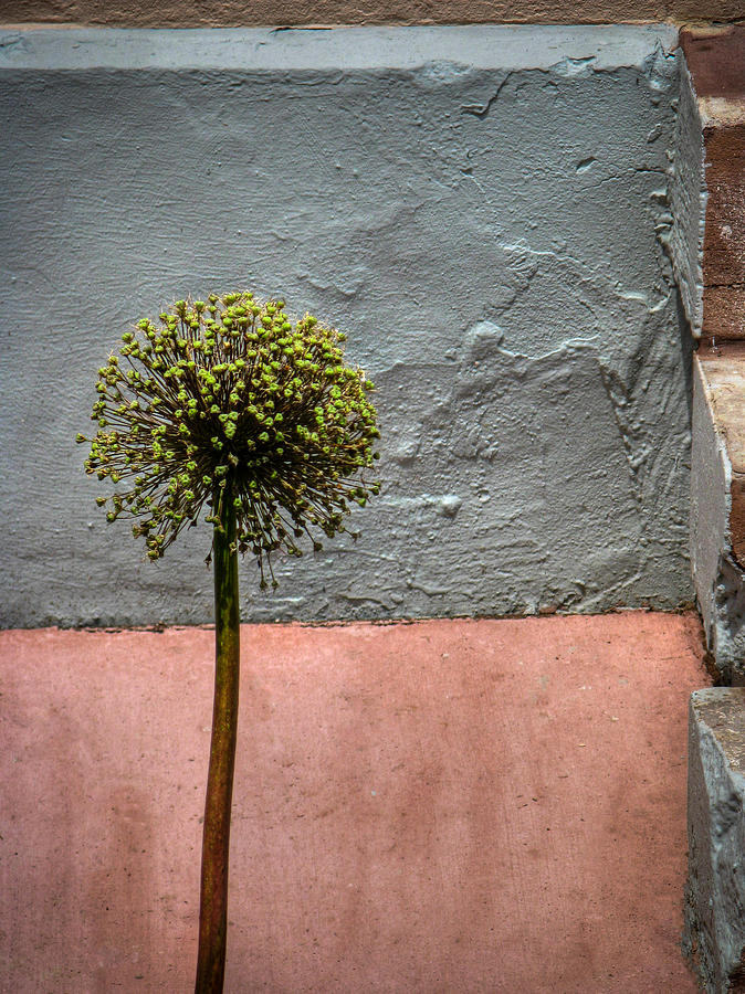 Philly Plant Photograph by Glenn DiPaola