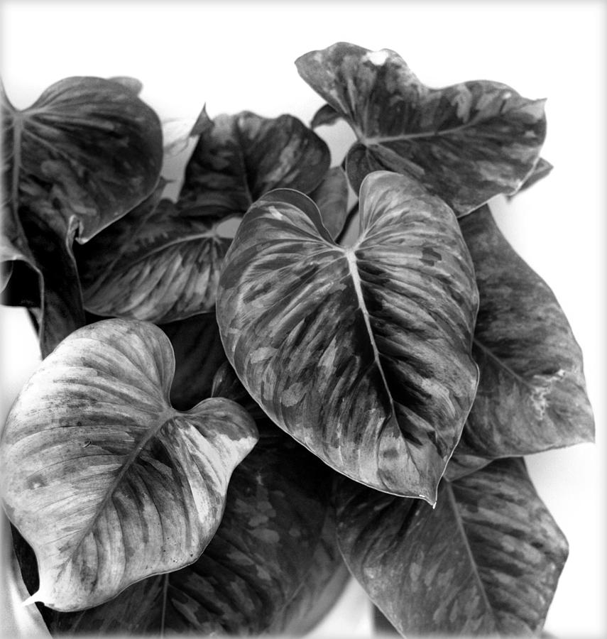 Philodendron Foliage Photograph by Nathan Abbott