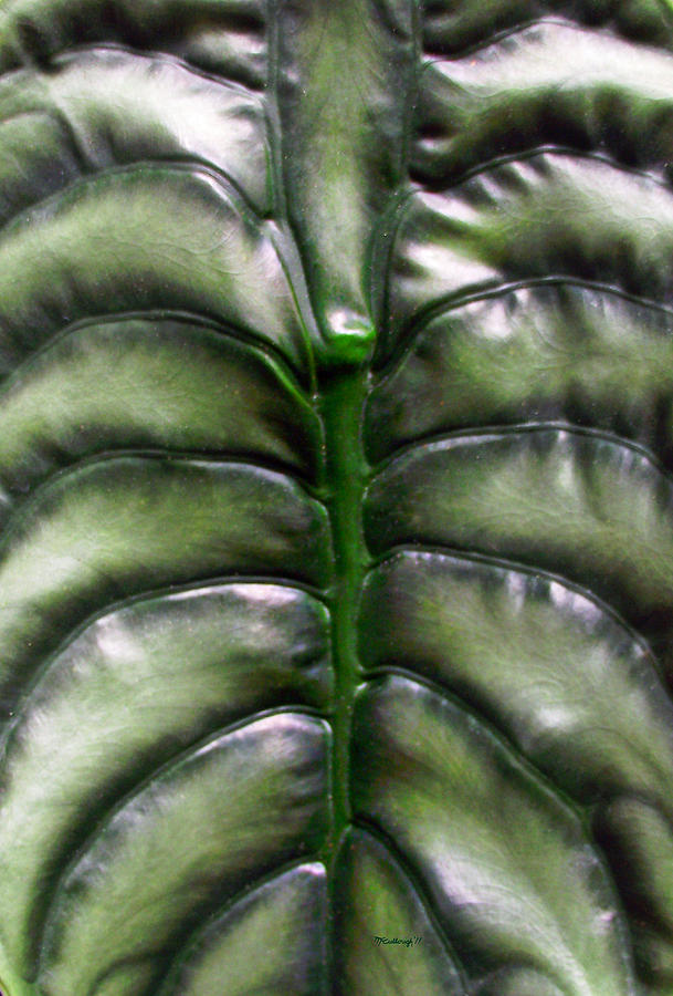 Philodendron Leaf Photograph by Duane McCullough