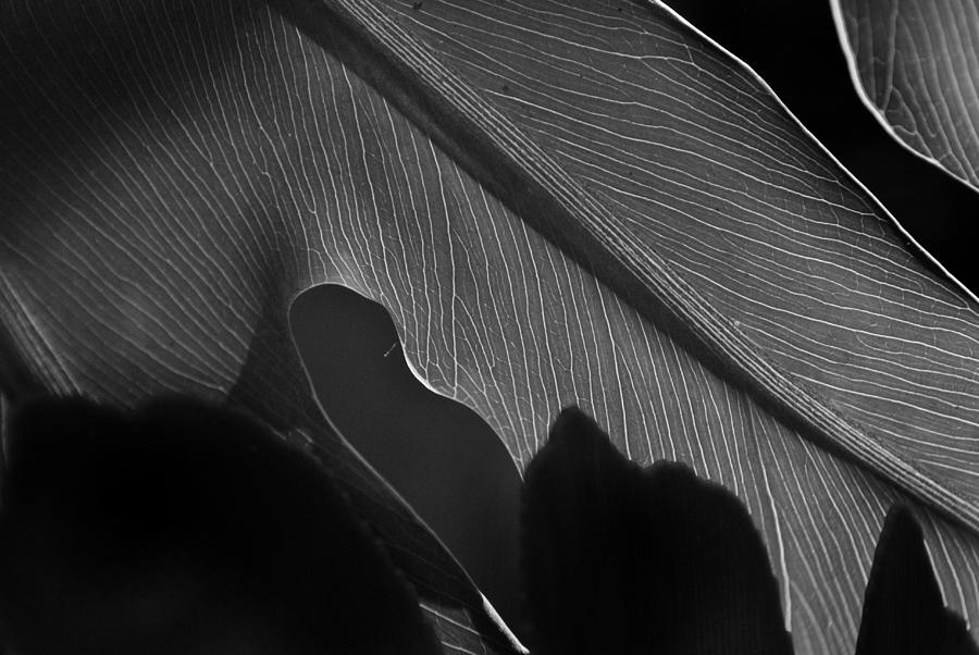 Leaf Photograph - Philodendron Leaf by Nathan Abbott
