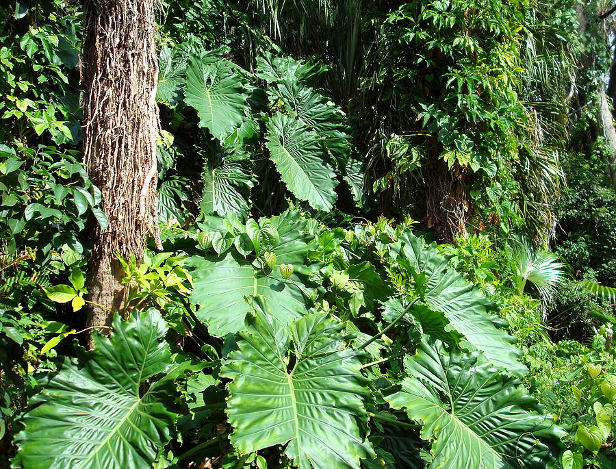 Philodendrons At Fit Botanical Garden Photograph by Kay Gilley