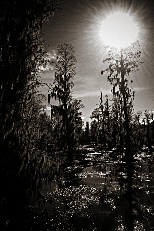 Phinizy Swamp Photograph by Jessica Brawley