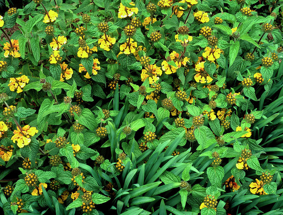 Phlomis Longifolia Photograph by Geoff Kidd/science Photo Library ...