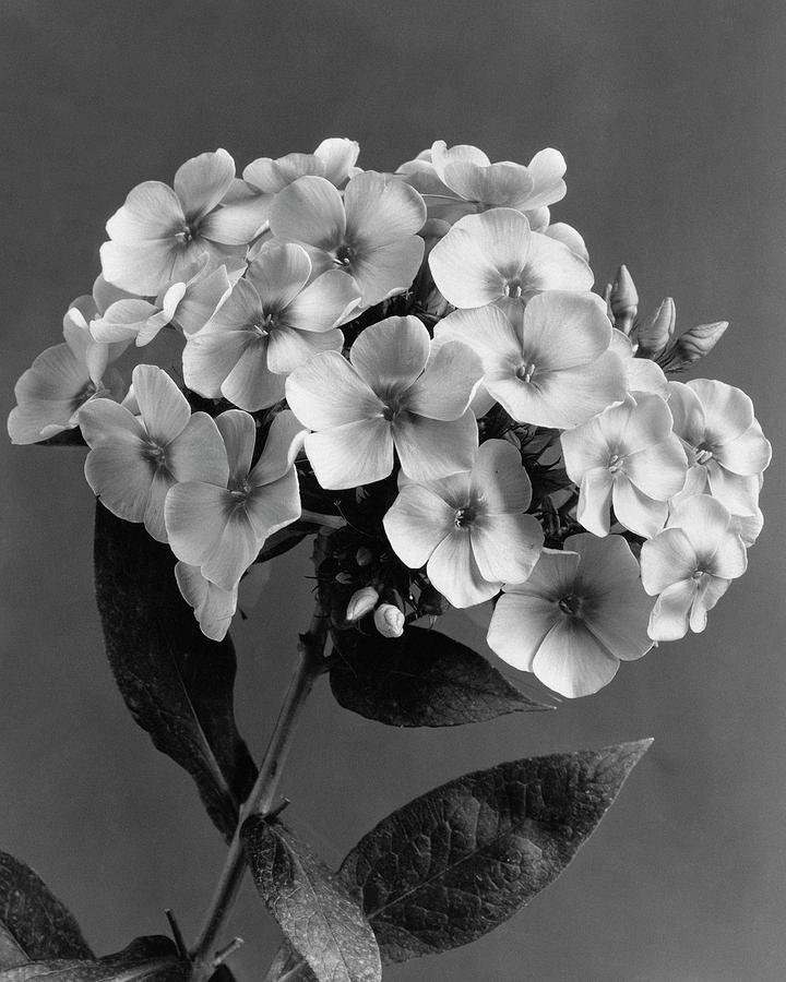 Phlox Blossoms Photograph by J. Horace McFarland