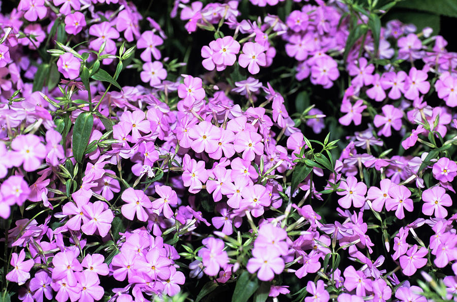 Phlox Carolina 'bill Baker' Photograph by Adrian Thomas/science Photo ...