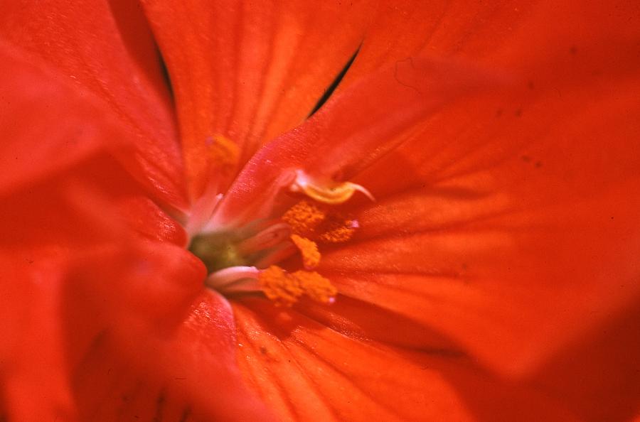 Vintage Photograph - Phlox flower by Retro Images Archive